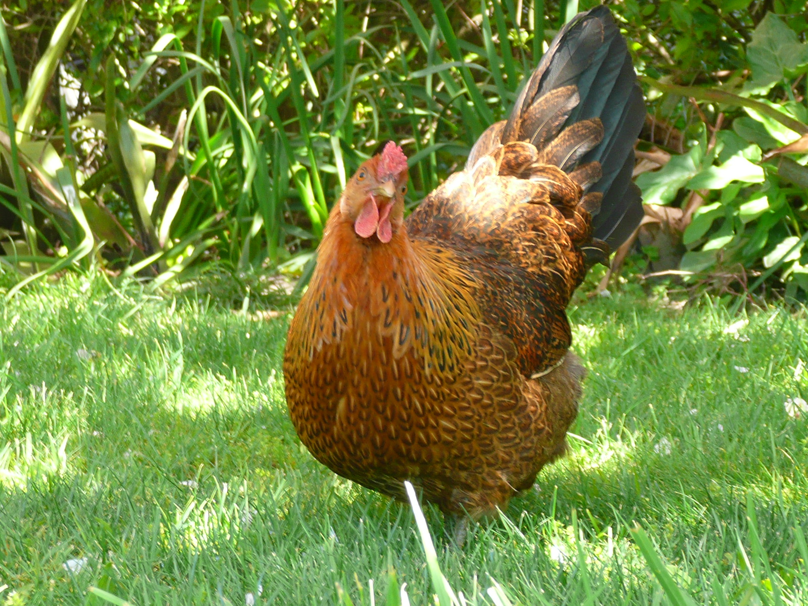 Boffa and his students